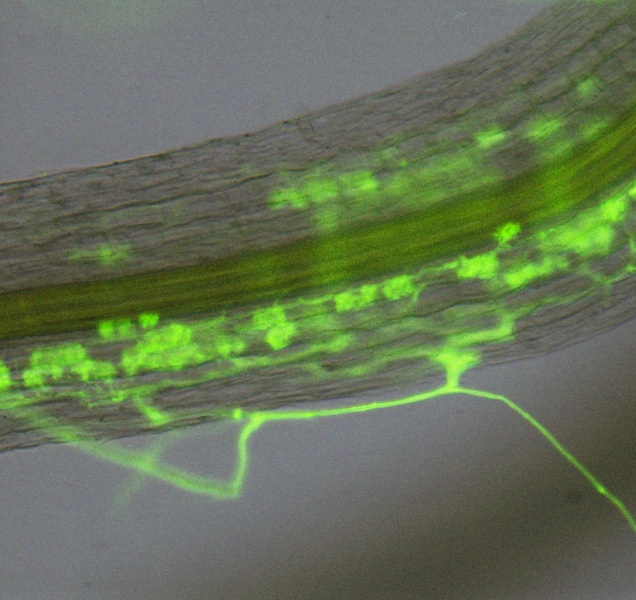 Jak rostliny řídí své soužití s „přátelskými“ houbami