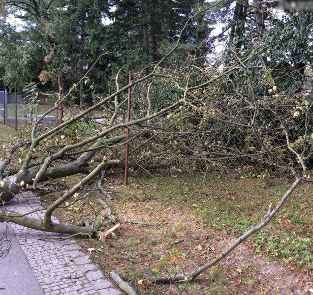 Na plot olomouckého Rozária spadl strom, nevydržel nápor větru