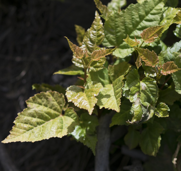 Chcete přispět na dobrou věc? Běžte zasadit strom!