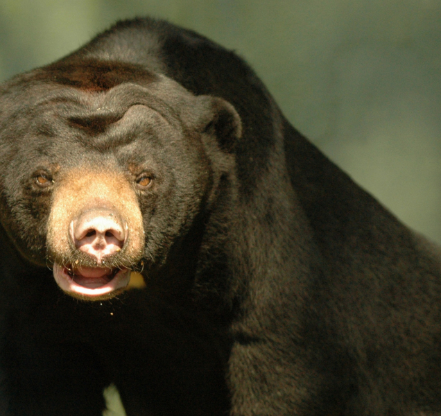 Olomoucká zoologická zahrada se rozloučila s medvědicí Bárou