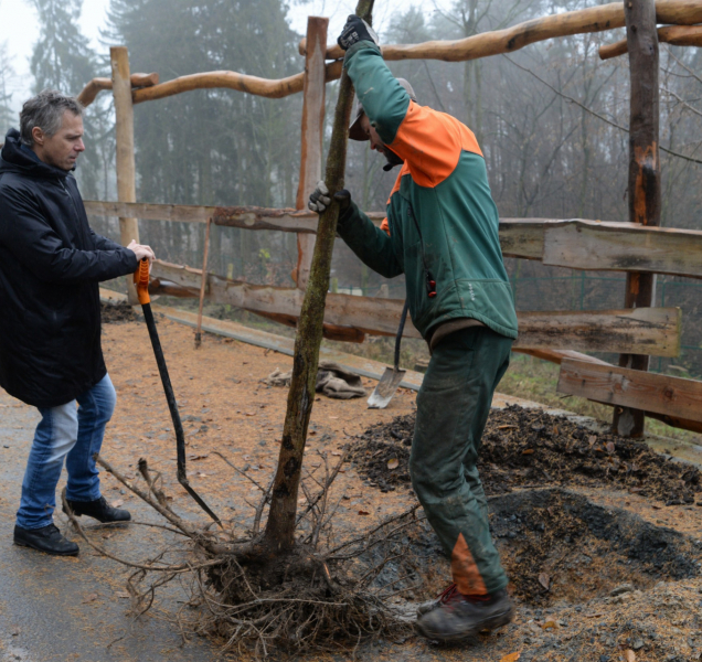 V zoo dosázeli stromy, poslední vysadil Janek Ledecký