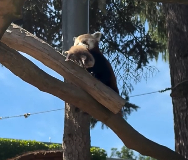 Panda červená přivedla na svět dvě mláďata!