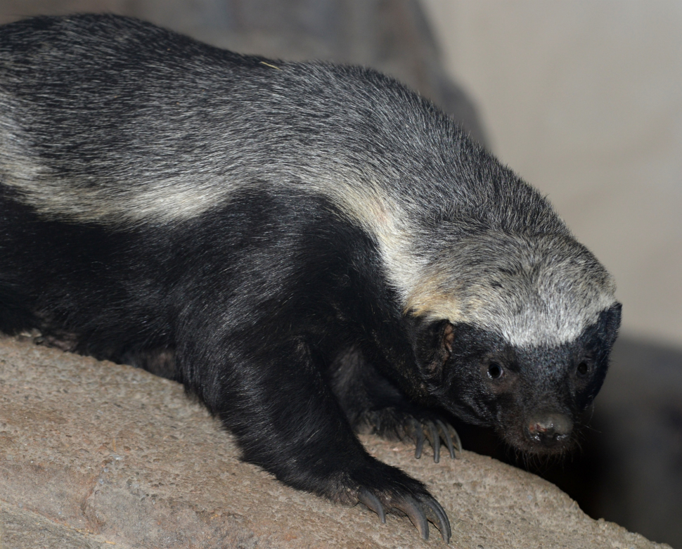 V olomoucké zoo mají mládě medojeda